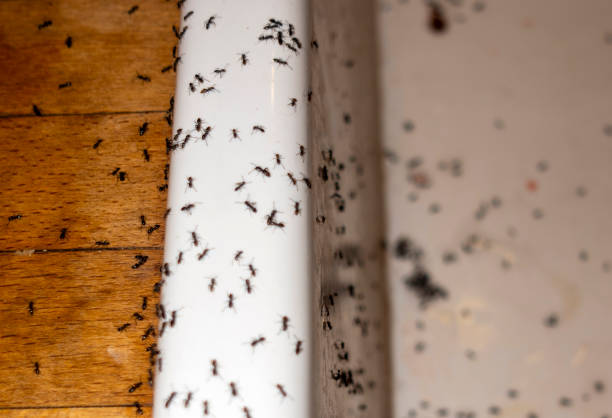 Best Commercial Pest Control Services  in Portland, TN